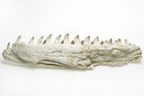Fossil Mosasaur Lower Jaws with Twenty-Five Teeth #214399-1